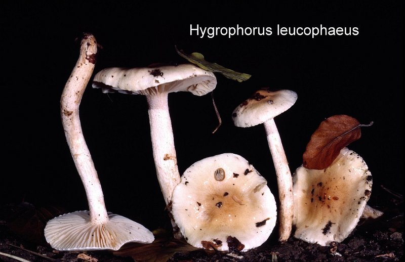 Hygrophorus leucophaeus-amf2029-1.jpg - Hygrophorus leucophaeus ; Syn: Hygrophorus glutinifer var. leucophaeus ; Nom français: Hygrophore blanc sombre
